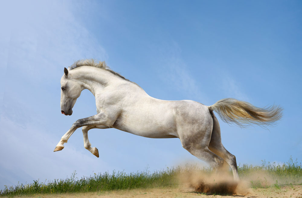 关键词:奔跑的马素材免费下载,奔跑的马高清图片,马,马匹,骏马,奔跑